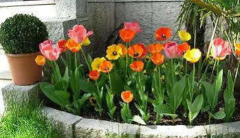 B&B Il Tulipano Verona 3*,